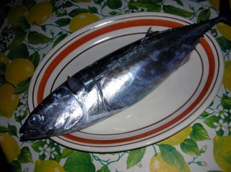 Tonno Briao